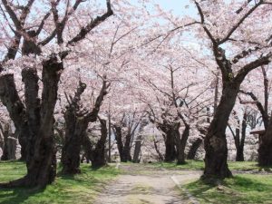 北海道で桜・お花見がおすすめの大型公園（2025）子ども連れで桜散歩！