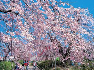 東北で桜・お花見がおすすめの大型公園33選（2025）子ども連れで桜散歩！