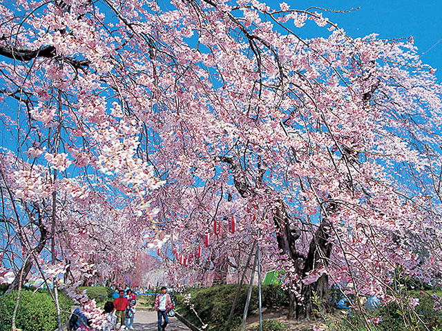 東北で桜・お花見がおすすめの大型公園33選（2025）子ども連れで桜散歩！
