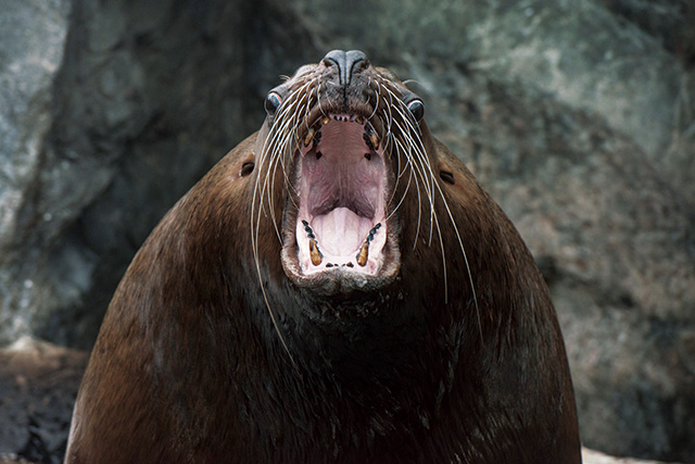 北の海の海獣・海鳥/環境水族館アクアマリンふくしま(福島県/いわき市)