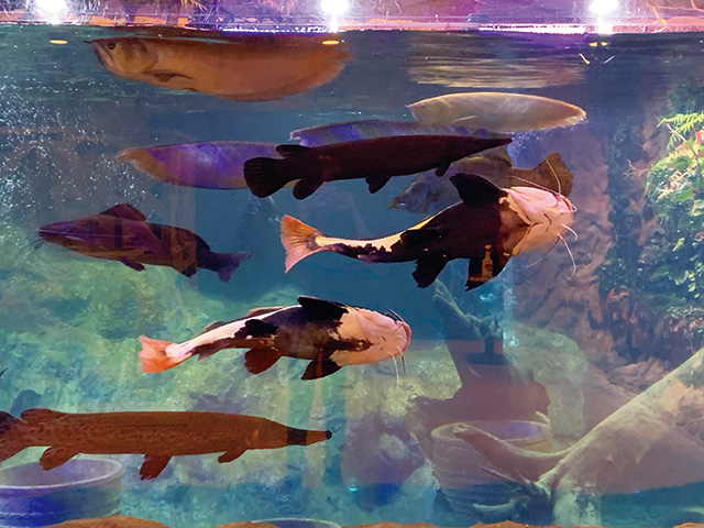 大型魚のエサやり体験/アクアテラス錦ケ丘(宮城県/仙台市)