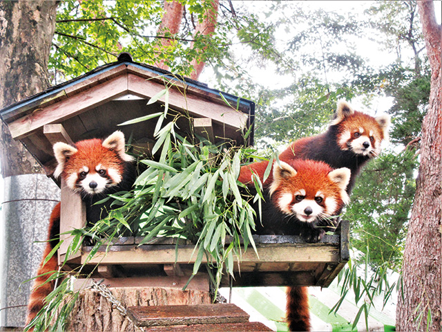 レッサーパンダ/八木山動物公園フジサキの杜(宮城県/仙台市)