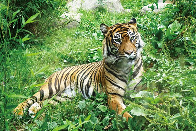 スマトラトラ/八木山動物公園フジサキの杜(宮城県/仙台市)
