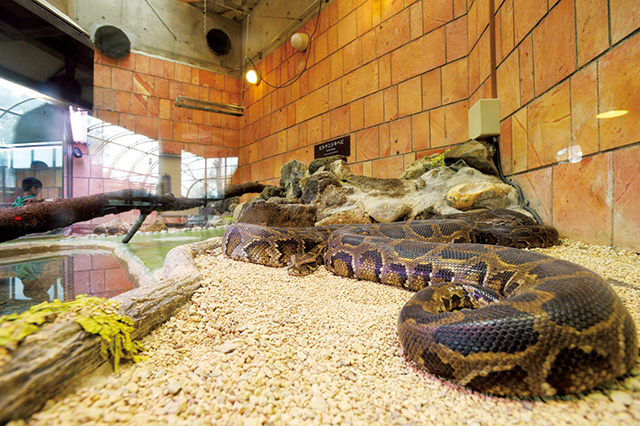 は虫類館/八木山動物公園フジサキの杜(宮城県/仙台市)