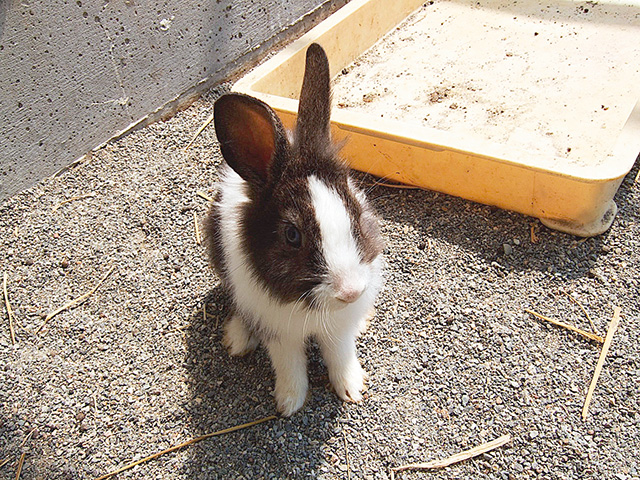 ウサギ/河北町児童動物園(山形県/河北町)