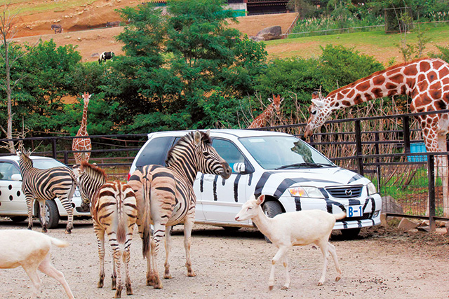 園内をまわる代車/東北サファリパーク(福島県/二本松市)