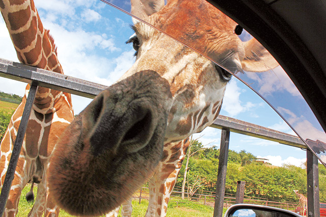 エサをあげられるコーナー/東北サファリパーク(福島県/二本松市)