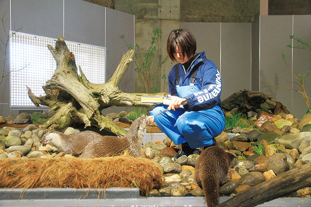 カワウソの餌付け/アクアマリンいなわしろカワセミ水族館(福島県/猪苗代町)