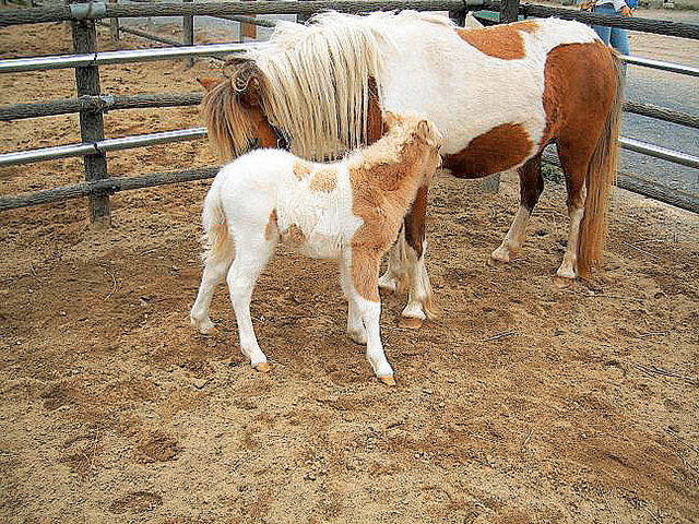 ポニーや馬の餌付け/郡山石筵ふれあい牧場(福島県/郡山市)