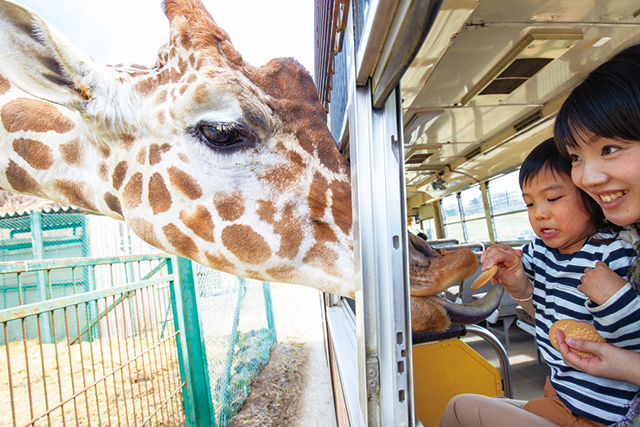 サファリバス/岩手サファリパーク(岩手県/一関市)