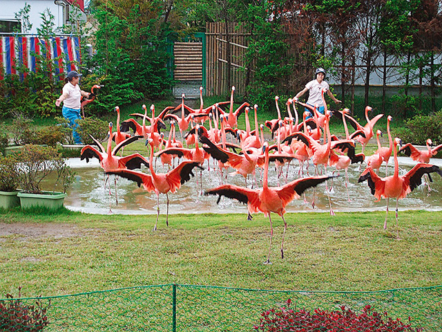 フラミンゴショー/岩手サファリパーク(岩手県/一関市)