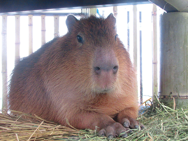 カピバラ展示棟/岩手サファリパーク(岩手県/一関市)