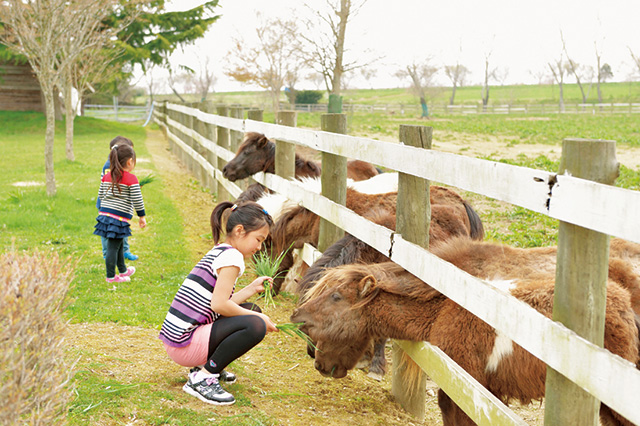 ポニー餌やり体験/館ヶ森アーク牧場(岩手県/藤沢町)