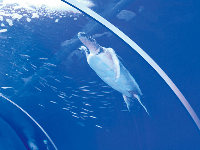 アオウミガメの「かめ吉」/久慈地下水族科学館もぐらんぴあ(岩手県/久慈市)