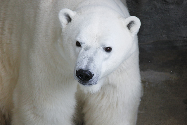 ホッキョクグマ/男鹿水族館GAO(秋田県/男鹿市)