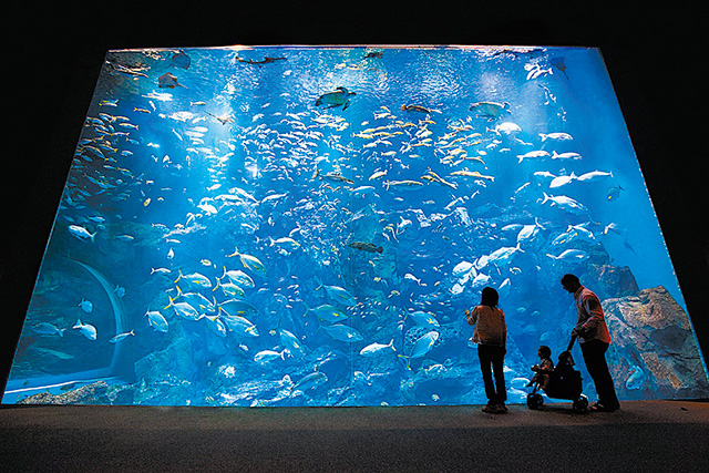 男鹿の海大水槽/男鹿水族館GAO(秋田県/男鹿市)