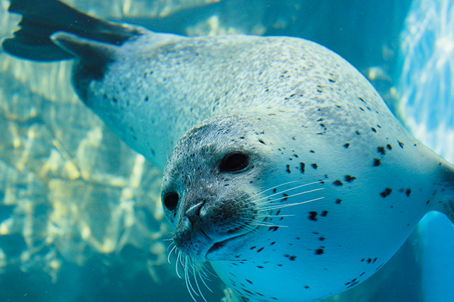 ひれあし's館/男鹿水族館GAO(秋田県/男鹿市)