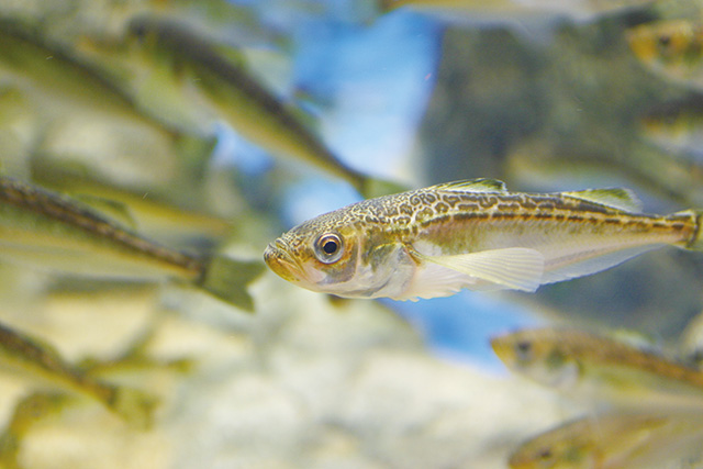 ハタハタ博物館/男鹿水族館GAO(秋田県/男鹿市)