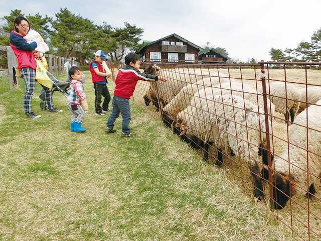 羊のエサやり体験/カワヨグリーン牧場(青森県/)
