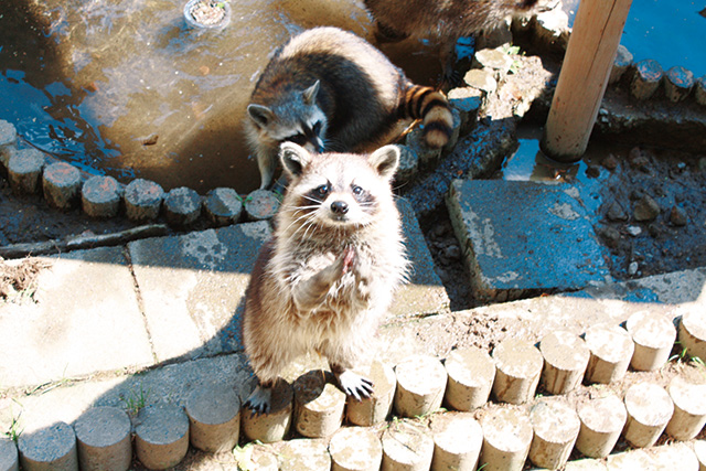 弥生いこいの広場(青森県/弘前市)