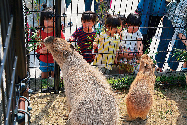 カピバラ展示場/秋田市大森山動物園〜あきぎんオモリンの森〜(秋田県/秋田市)
