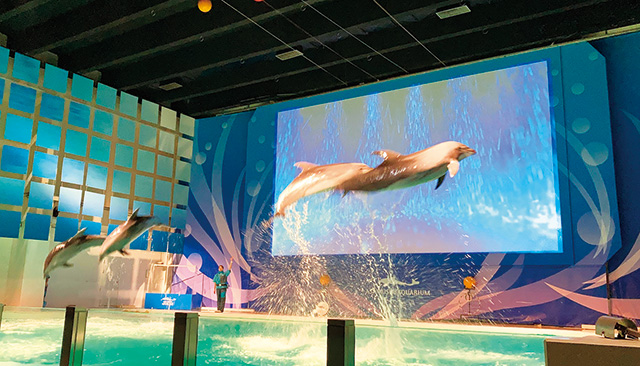 イルカパフォーマンス/青森県営浅虫水族館(青森市)
