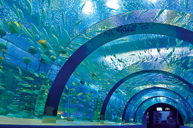 トンネル水槽/青森県営浅虫水族館(青森市)