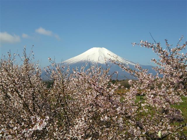山梨県で桜・お花見がおすすめの大型公園5選（2025）子ども連れで桜散歩！