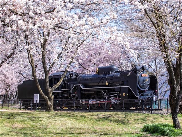 長野県で桜・お花見がおすすめの大型公園（2025）子ども連れで桜散歩！