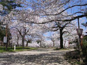 北陸で桜・お花見がおすすめの大型公園18選（2025）子ども連れで桜散歩！