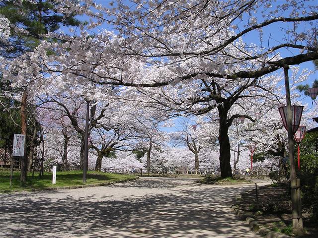 北陸で桜・お花見がおすすめの大型公園18選（2025）子ども連れで桜散歩！