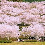 九州で桜・お花見がおすすめの大型公園26選（2025）子ども連れで桜散歩！