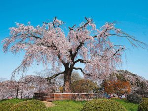 京都府で桜・お花見がおすすめの大型公園（2025）子ども連れで桜散歩！