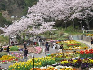 和歌山県で桜・お花見がおすすめの大型公園(2025)子ども連れで桜散歩!