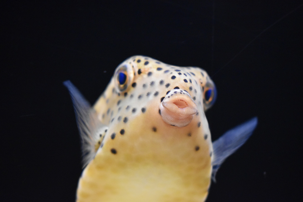 ミナミハコフグ/横浜開運水族館 フォーチュンアクアリウム（神奈川県/横浜市）