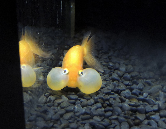 スイホウガン/横浜開運水族館 フォーチュンアクアリウム（神奈川県/横浜市）
