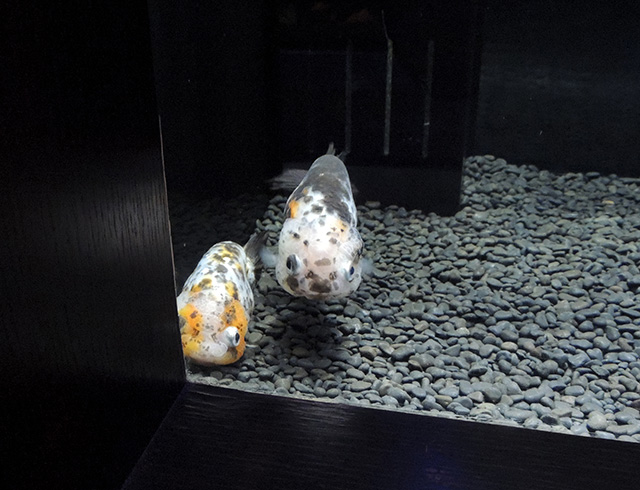 エドニシキ/横浜開運水族館 フォーチュンアクアリウム（神奈川県/横浜市）