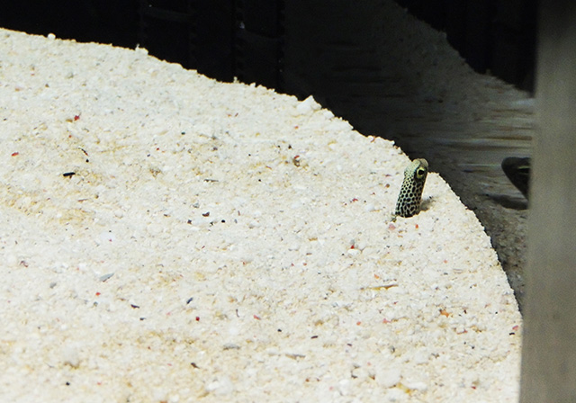 チンアナゴ/横浜開運水族館 フォーチュンアクアリウム（神奈川県/横浜市）