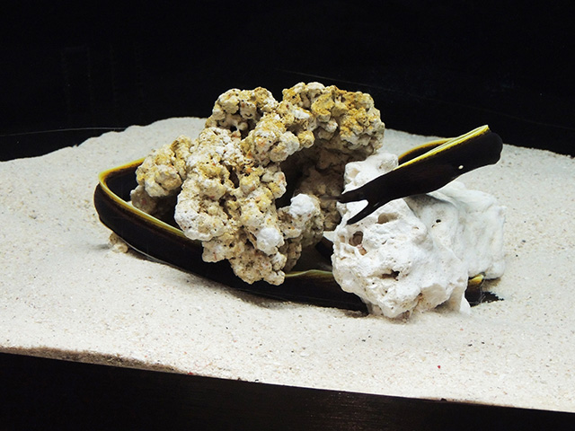 細くて黒いハナヒゲウツボ/横浜開運水族館 フォーチュンアクアリウム（神奈川県/横浜市）