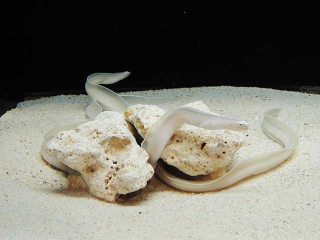 モヨウタケウツボ/横浜開運水族館 フォーチュンアクアリウム（神奈川県/横浜市）