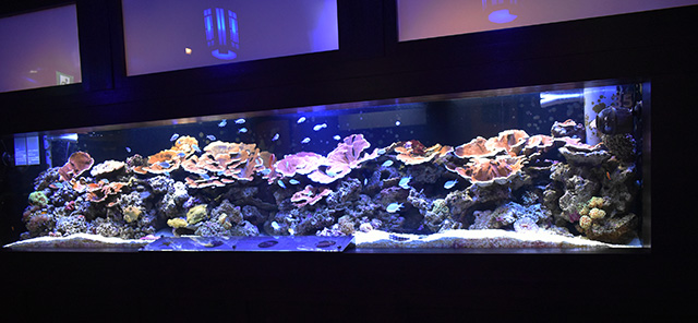 「珊瑚運」ゾーン/横浜開運水族館 フォーチュンアクアリウム（神奈川県/横浜市）