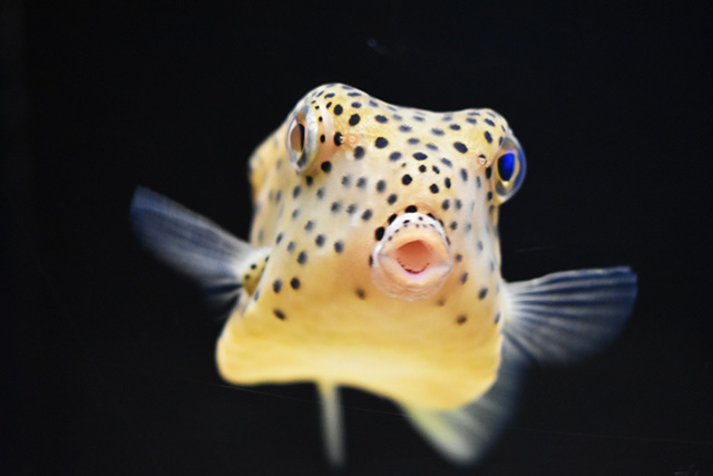 ミナミハコフグ/横浜開運水族館 フォーチュンアクアリウム（神奈川県/横浜市）