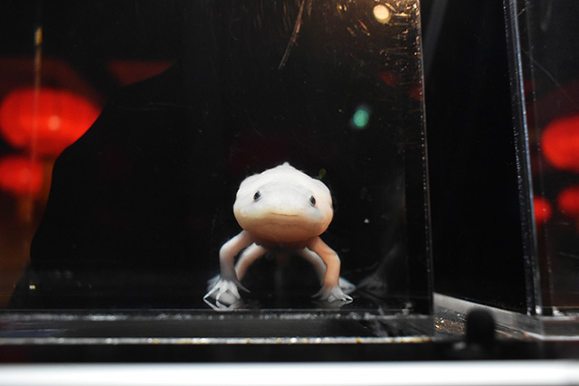 ウーパールーパー/横浜開運水族館 フォーチュンアクアリウム（神奈川県/横浜市）