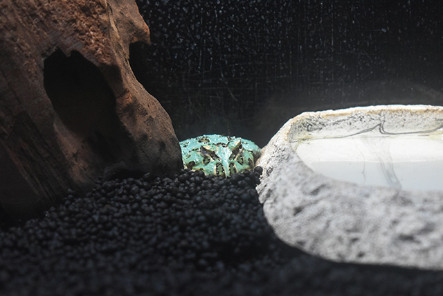 クランウェルツノガエル/横浜開運水族館 フォーチュンアクアリウム（神奈川県/横浜市）