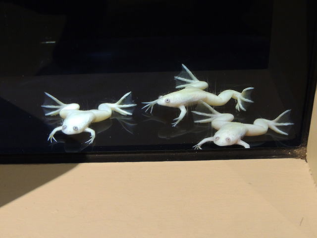 アフリカツメガエル/横浜開運水族館 フォーチュンアクアリウム（神奈川県/横浜市）