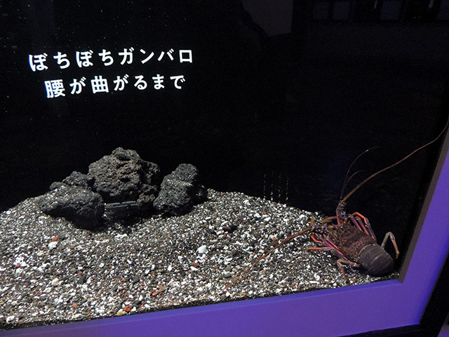イセエビ/横浜開運水族館 フォーチュンアクアリウム（神奈川県/横浜市）