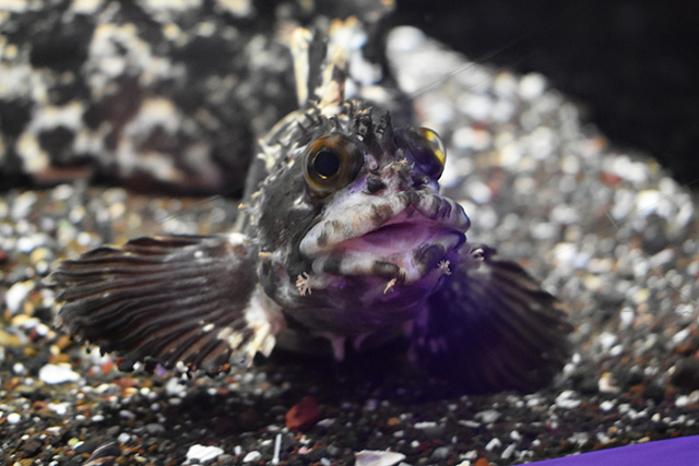 フサギンポ/横浜開運水族館 フォーチュンアクアリウム（神奈川県/横浜市）