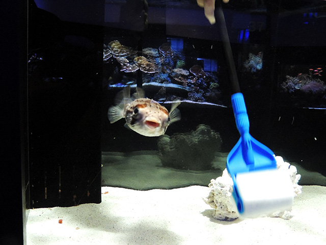 ハリセンボン/横浜開運水族館 フォーチュンアクアリウム（神奈川県/横浜市）