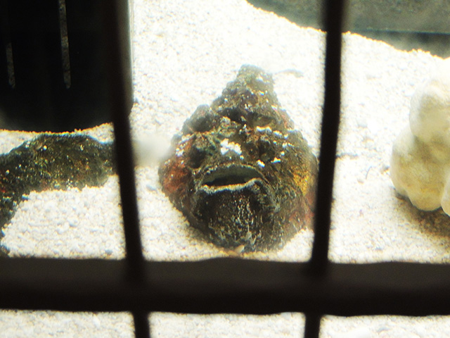 オニダルマオコゼ/横浜開運水族館 フォーチュンアクアリウム（神奈川県/横浜市）