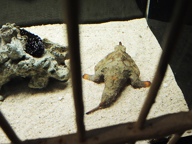 ポルカドットバッドフィッシュ/横浜開運水族館 フォーチュンアクアリウム（神奈川県/横浜市）